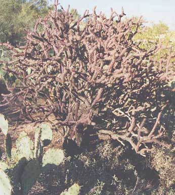  Cylindropuntia versicolor