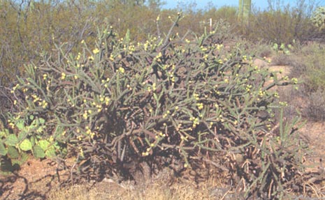  Cylindropuntia versicolor