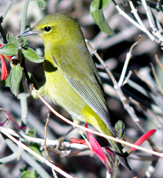  Orange-crowned warbler