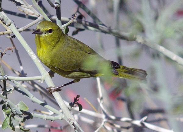  Orange-crowned warbler