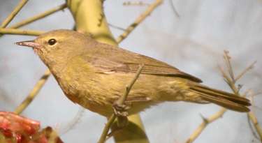  Orange-crowned warbler