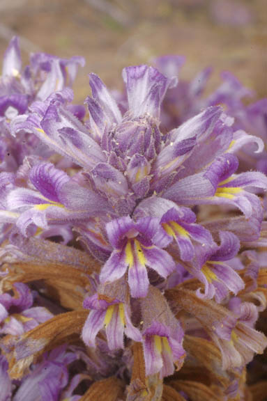  Orobanche cooperi subsp. latiloba (Munz) L.T. Collins 