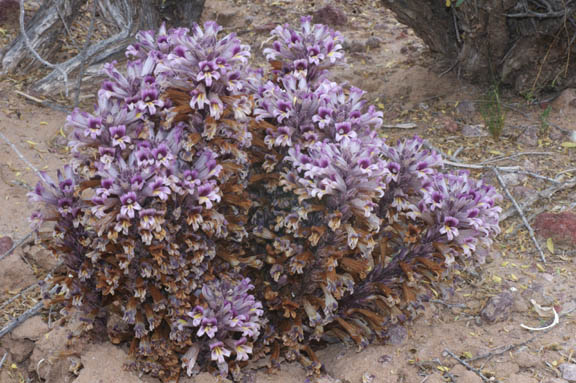  Orobanche cooperi subsp. latiloba (Munz) L.T. Collins 