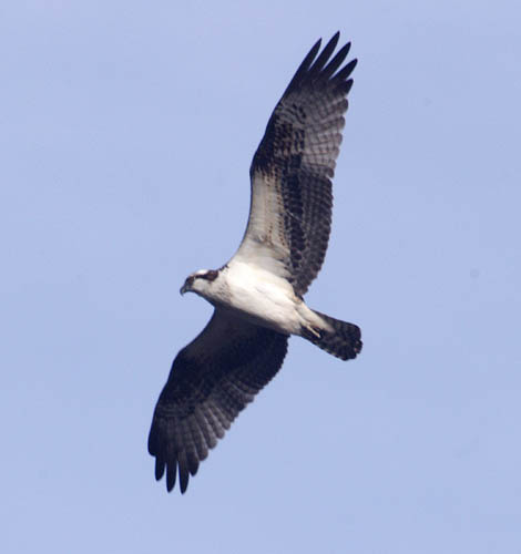  Osprey