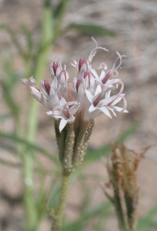  Palafoxia arida v.arida