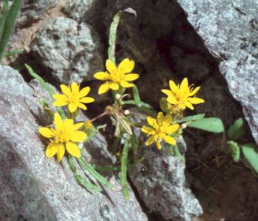  Pectis papposa var. papposa