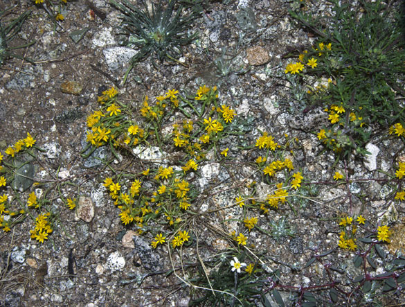  Pectis papposa var. papposa