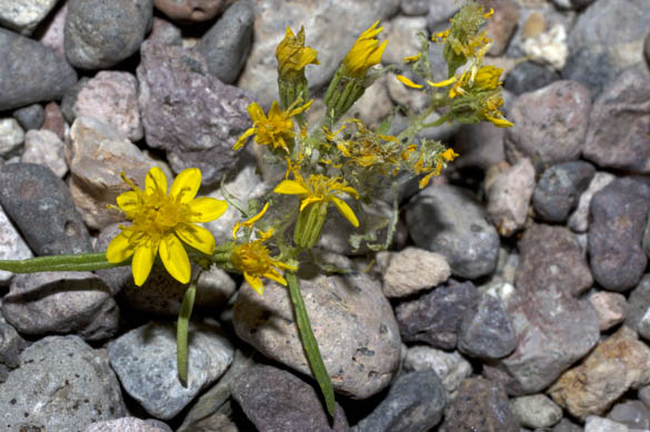  Pectis papposa var. papposa