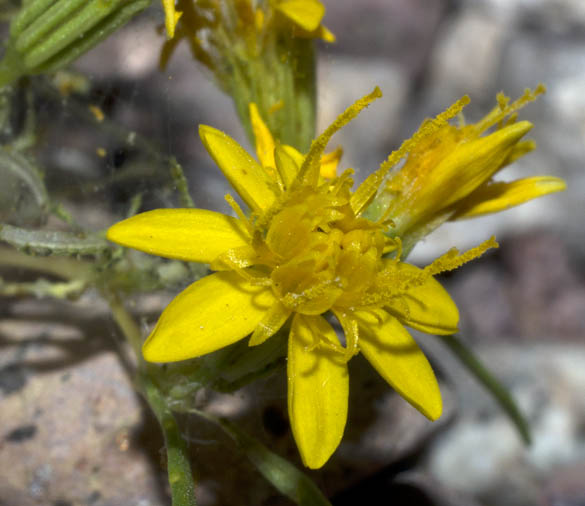  Pectis papposa var. papposa