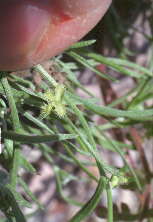  Pectocarya recurvata