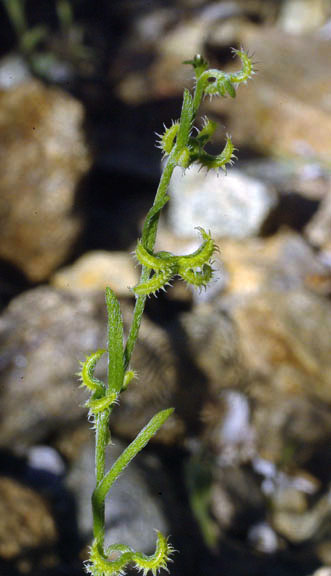  Pectocarya recurvata