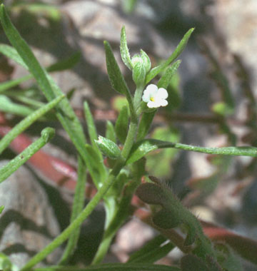  Pectocarya recurvata