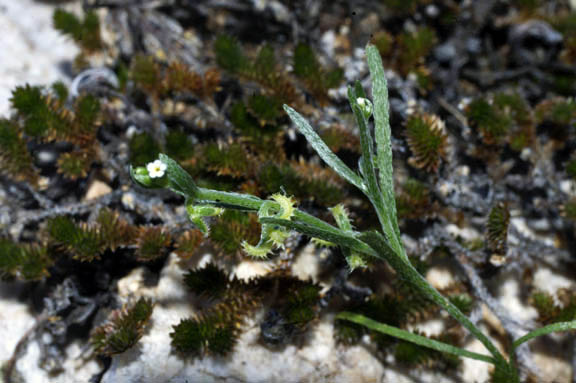  Pectocarya recurvata