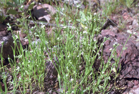  Pectocarya recurvata