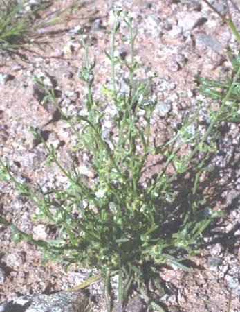  Pectocarya recurvata