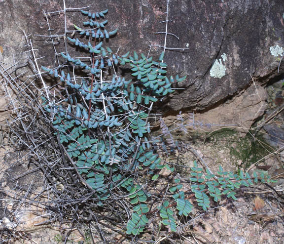  Pellaea truncata Goodding