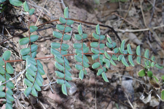  Pellaea truncata Goodding