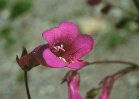  Penstemon parryi