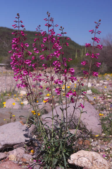  Penstemon parryi