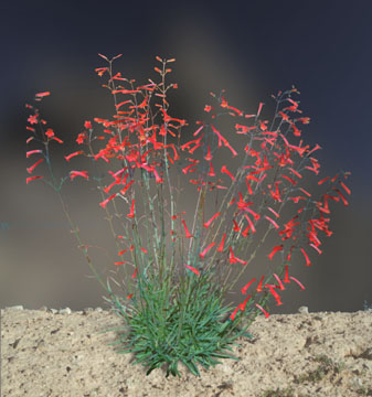  Penstemon subulatus