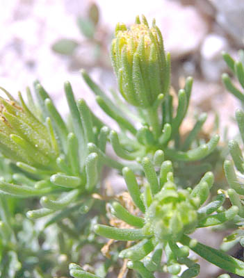  Peucephyllum schottii