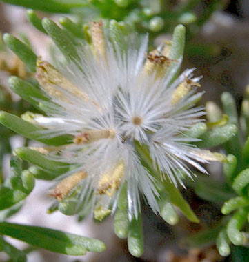  Peucephyllum schottii