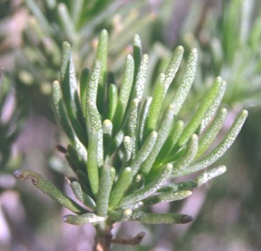  Peucephyllum schottii