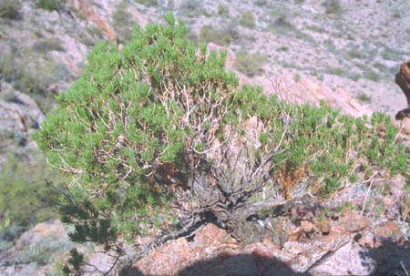  Peucephyllum schottii