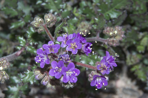  Phacelia crenulata v.ambigua