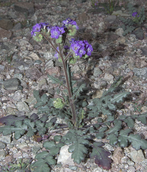  Phacelia crenulata v.ambigua