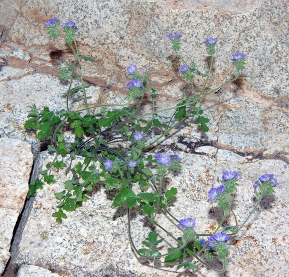  Phacelia distans