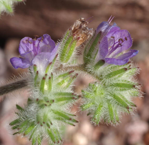  Phacelia distans