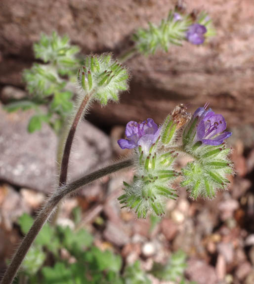  Phacelia distans