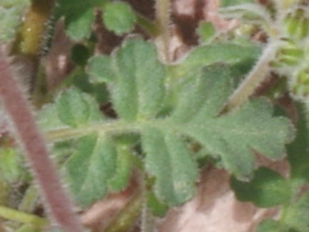  Phacelia distans