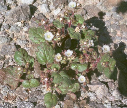  Phacelia neglecta