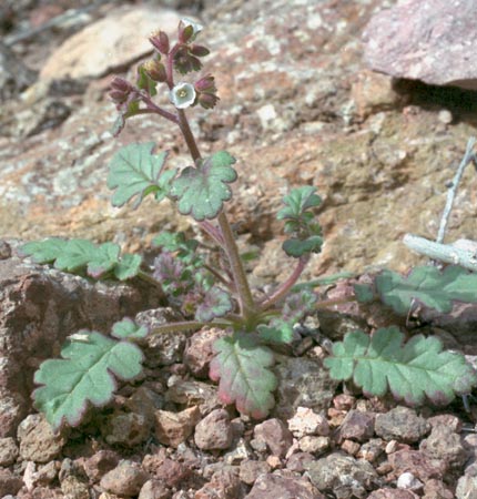  Phacelia neglecta