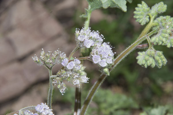  Phacelia pedicellata