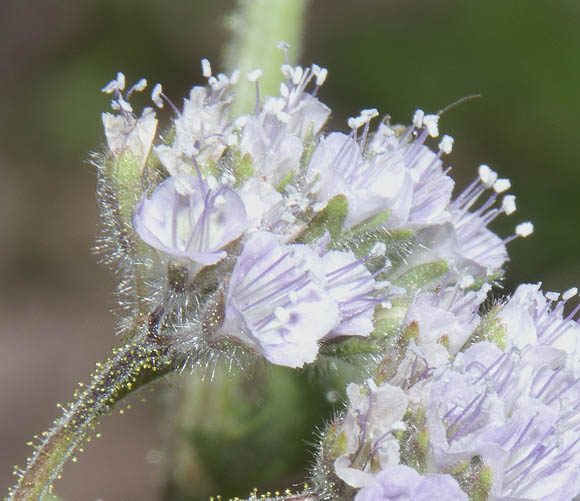  Phacelia pedicellata