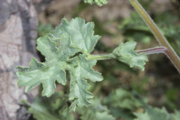  Phacelia pedicellata