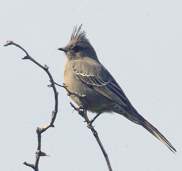  Phainopepla (female)