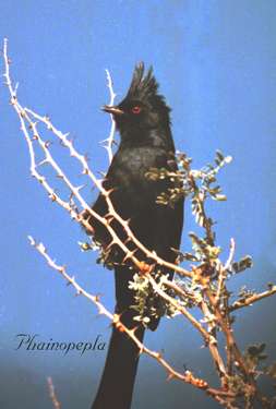  Phainopepla (male)