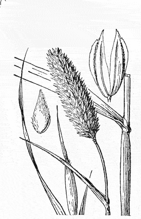  Phalaris minor