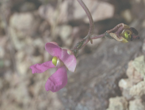  Phaseolus filiformis Bentham