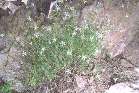  Phlox tenuifolia