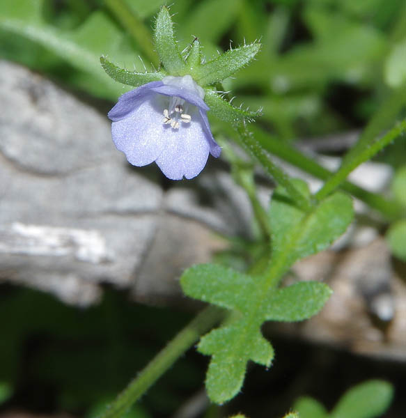  Pholistoma auritum var. arizonicum