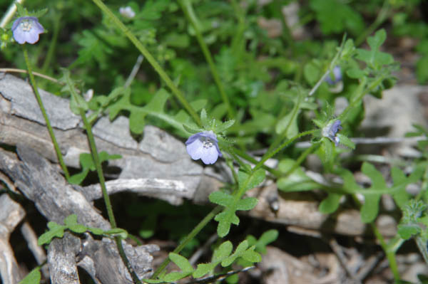  Pholistoma auritum var. arizonicum