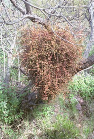  Phoradendron californicum