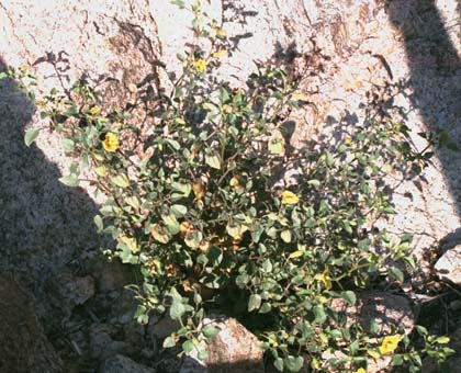  Physalis versicolor