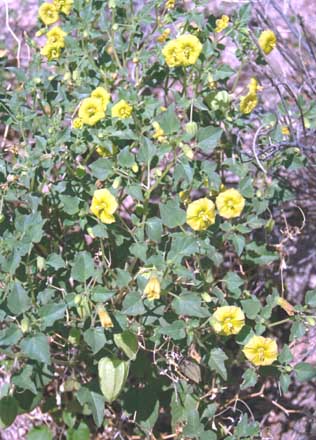  Physalis versicolor