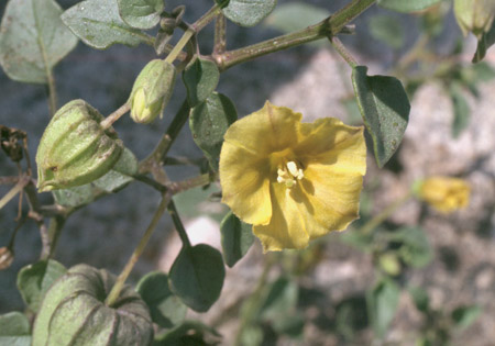  Physalis versicolor